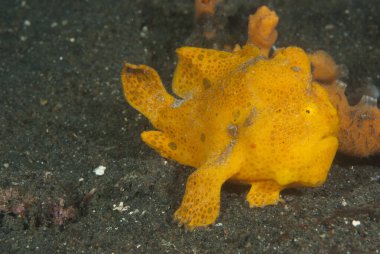 Boyalı kurbağa balığı Antennarius pictus