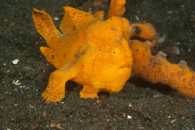 Çoğu boyanmış kurbağa balığı (Antennarius pictus) yakından süngere benzer.