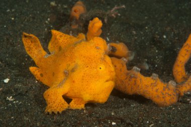 Boyalı kurbağa balığı Antennarius pictus