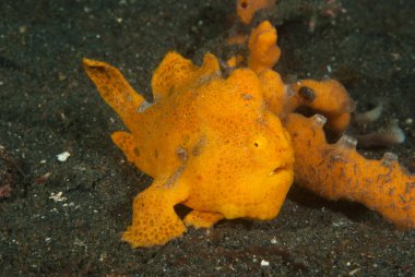 Boyalı kurbağa balığı Antennarius pictus