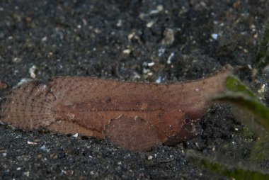 Dikenli Yaban Arısı Balığı (