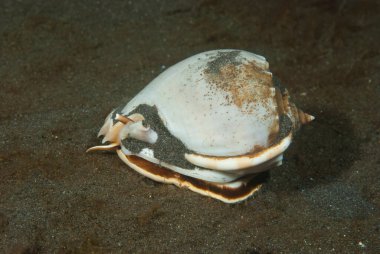 Gri Bonnet Phalium glaucum