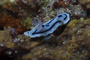 Kromodoris Willani Çıplak Endonezya