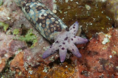 Seastar tek kolla yeniden vücut geliştiriyor.