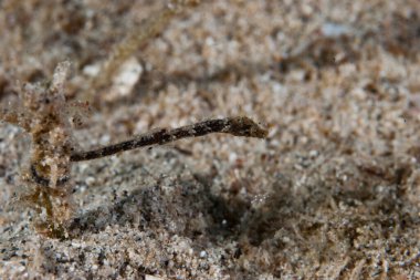 Pigme Pipehorse Acentronura sp.