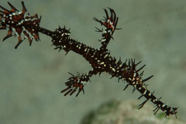 Süslü Hayalet Boru Balığı Solenostomus paradoksu