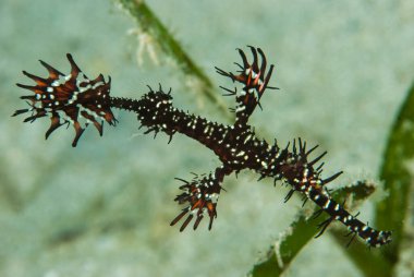Süslü Hayalet Boru Balığı Solenostomus paradoksu