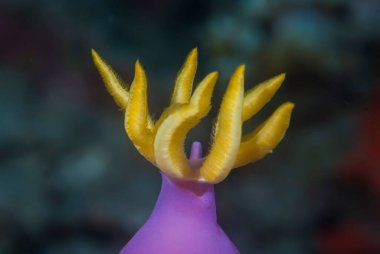 Hypselodoris bullockii Çıplak Endonezya