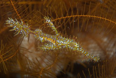 Süslü Hayalet Boru Balığı Solenostomus paradoksu