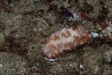 Goniobranchus tinctorius Çıplak Endonezya
