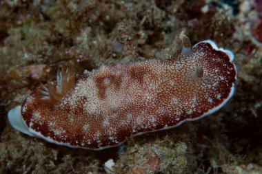 Goniobranchus tinctorius Çıplak Endonezya