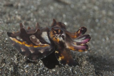 Gösterişli Mürekkep Balığı Metasepia pfefferi