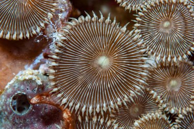 Zoanthus sansibaricus, Zoantharia Tarikatı üyesi.