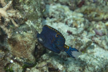 Benekli Kutu Balığı Ostracion meleagris