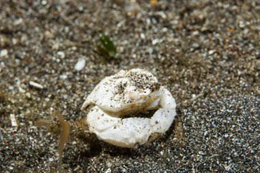 Utangaç surat beşik (Calappa sp.)