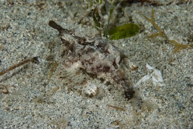 Ejderha deniz güvesi Eurypegasus draconi