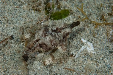 Ejderha deniz güvesi Eurypegasus draconi