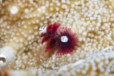 Noel ağacı solucanı Spirobranchus giganteus