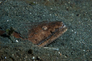 Yıldız teleskopu yılanbalığının korkunç görünüşü (Brachysomophis cirrocheilos))