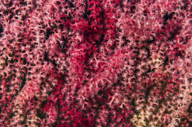 Açık polipli deniz vantilatörü