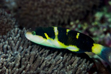 Jansen 'in Wrasse Thalassoma Jansenii' si