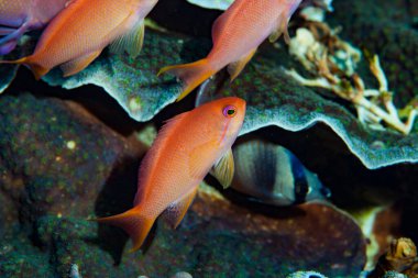 Scalefin Anthias Pseudanthias squamipinnis