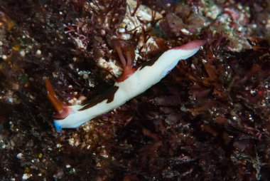 Nembrotha purpureolineata Çıplak Endonezya