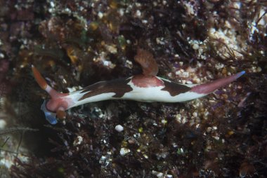 Nembrotha purpureolineata Çıplak Endonezya