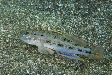 Güzel Lagoon-Goby Oplopomus oplopomus