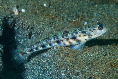 Karides-Goby Vanderhorstia sp.