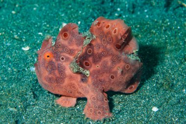 Boyalı kurbağa balığı Antennarius pictus