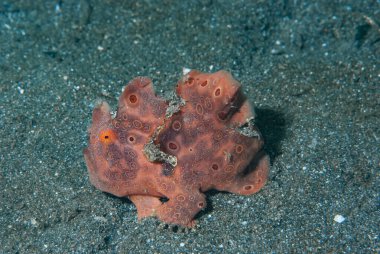Çoğu boyanmış kurbağa balığı (Antennarius pictus) yakından süngere benzer.