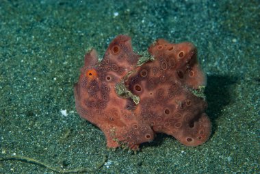 Boyalı kurbağa balığı Antennarius pictus