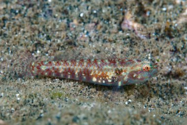Sand-Goby Papillogobius sp.