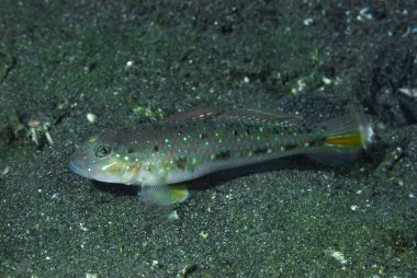 Güzel Lagoon-Goby Oplopomus oplopomus