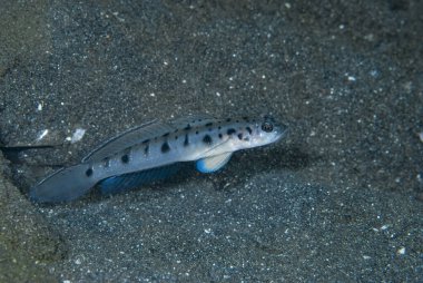 Vanderhorstia ambanoro 'dan İkiz Benekli Karides Gomp