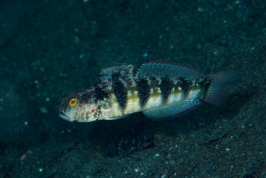 Amblygobius fhalaena, Beyaz çizgili goby, Pasifik Okyanusu 'nun batısındaki tropikal resiflerde ve Orta Hint-Pasifik bölgesinde yaşayan bir keçi türüdür. 