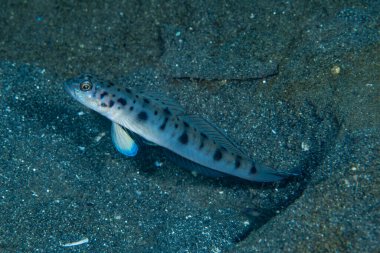 Vanderhorstia ambanoro 'dan İkiz Benekli Karides Gomp