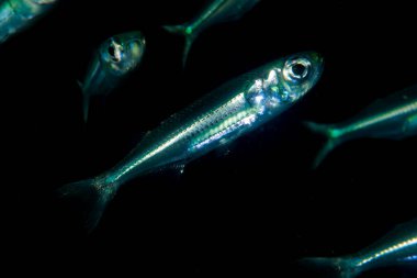 Sağlam Hardyhead Atherinomorus lacunosus