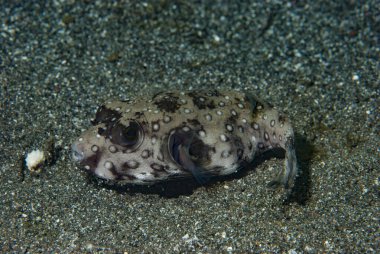 Yıldız ve Çizgili Kirpi Balığı (Arothron hispidus) bazen siyah kum habitatlarında da bulunur..