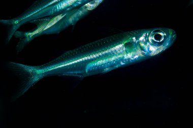 Sağlam Hardyhead Atherinomorus lacunosus