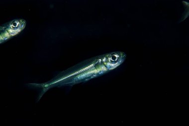 Sağlam Hardyhead Atherinomorus lacunosus