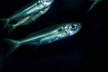 Sağlam Hardyhead Atherinomorus lacunosus