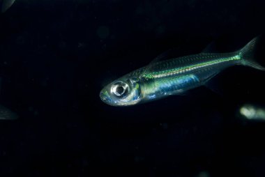 Sağlam Hardyhead Atherinomorus lacunosus