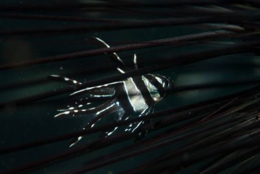 Banggai Kardinalbalığı Pterapogon kauderni