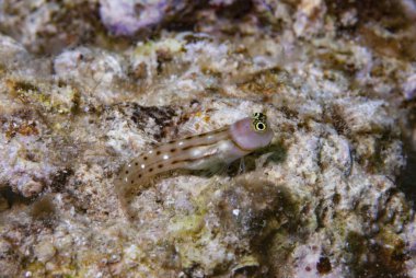 Beyaz Noktalı Savaş Dişi Blenny Ecsenius trilineatus