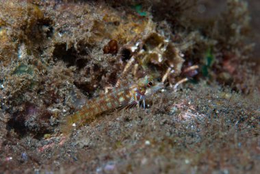 Ağaç Ağacı Helcogramma sp. Endonezya