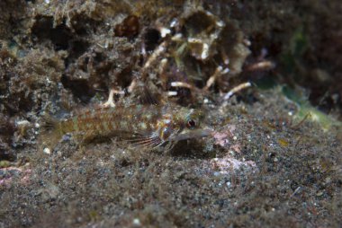 Ağaç Ağacı Helcogramı Endonezya 'da.