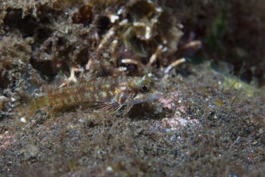 Ağaç Ağacı Helcogramı Endonezya 'da.