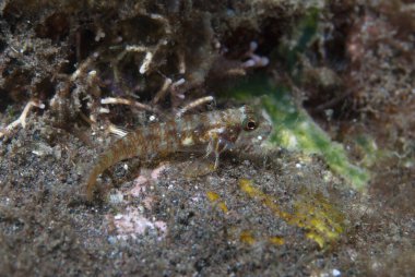 Ağaç Ağacı Helcogramma sp. Endonezya